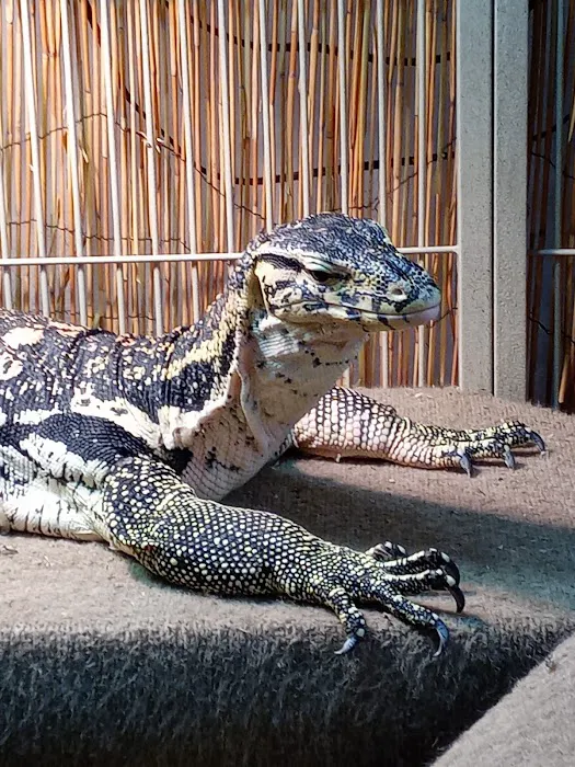 Pinellas County Reptiles Picture 10