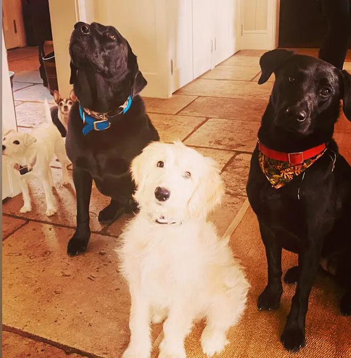Country Comfort Animal Hospital Picture 7