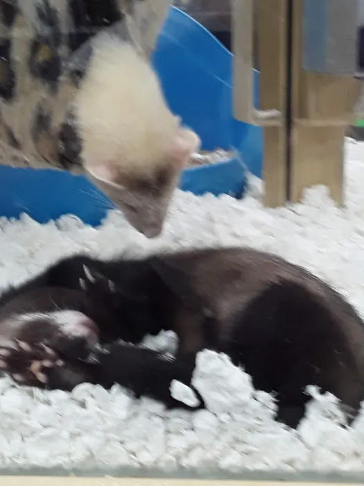 Pet Supermarket Picture 6