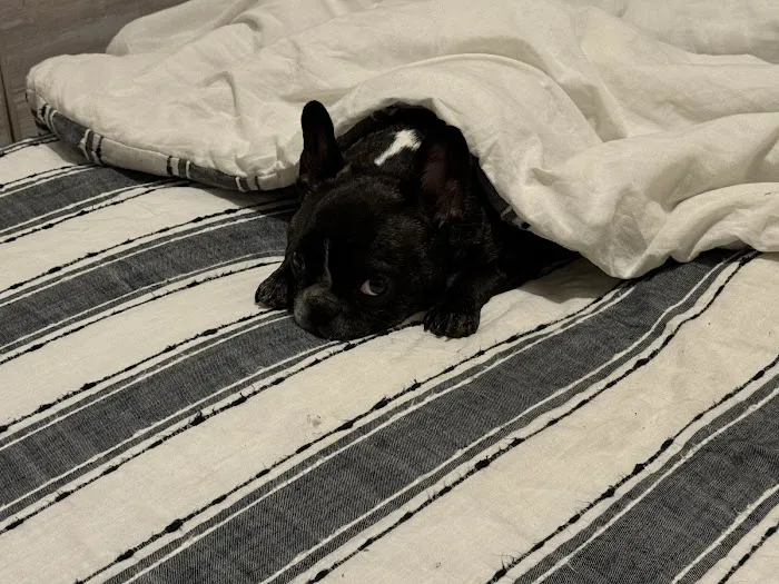 Pleasant Valley Animal Hospital Picture 8