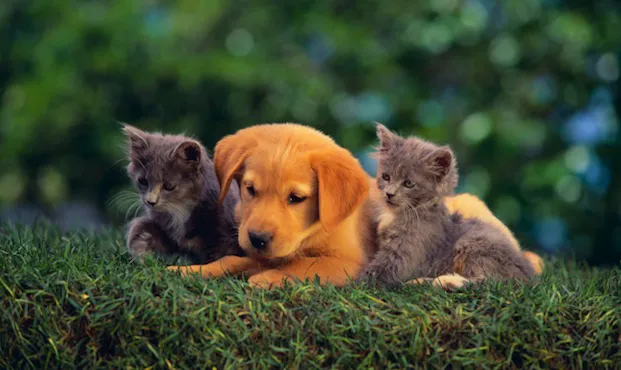 Pleasant Valley Animal Hospital Picture 5