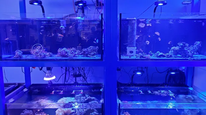 Coral Connection Picture 2