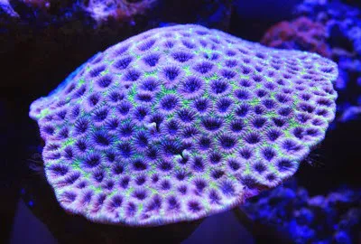 Coral Connection Picture 3