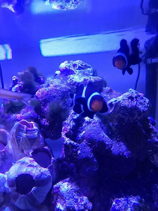 Coral Connection Picture 4