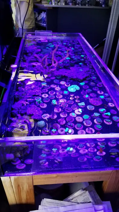 Coral Connection Picture 5