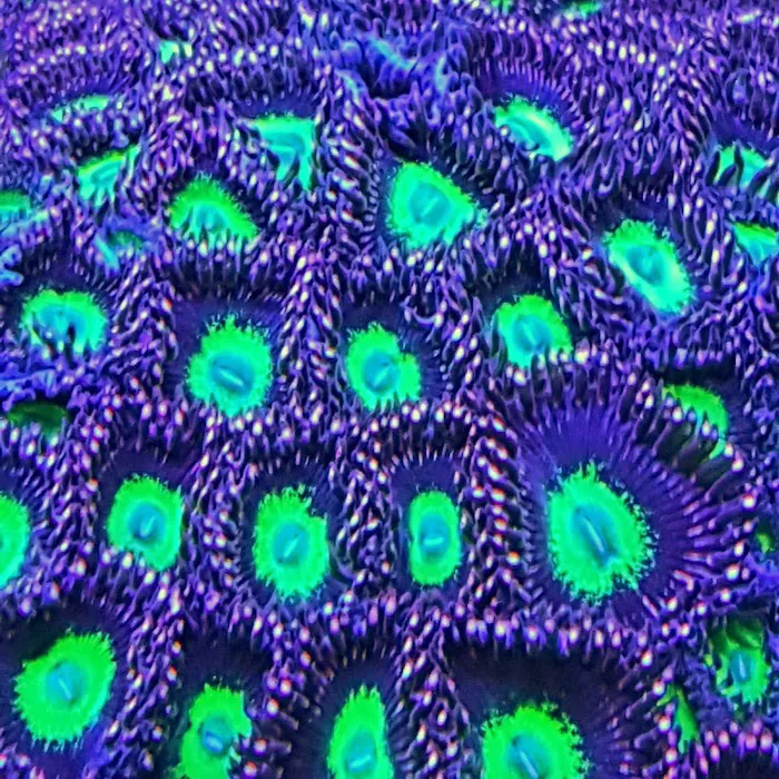 Coral Connection Picture 6