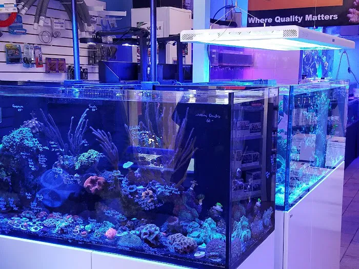 Coral Connection Picture 10