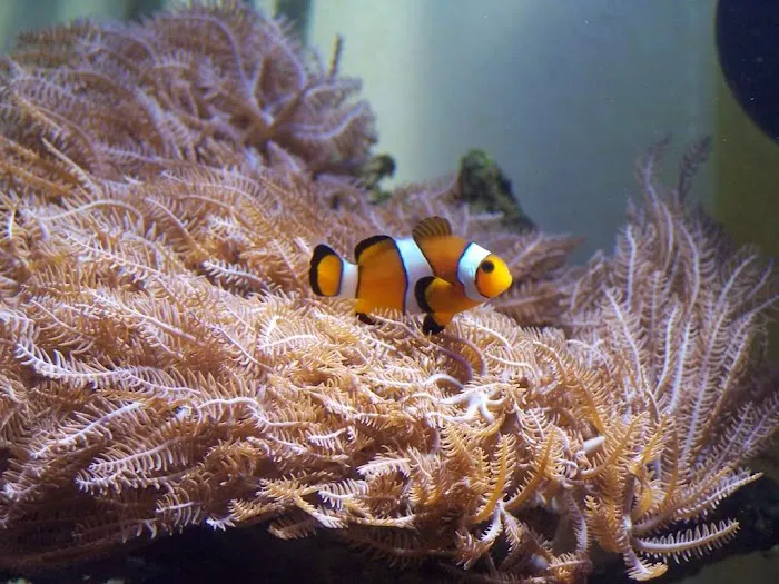 Coral Connection Picture 8