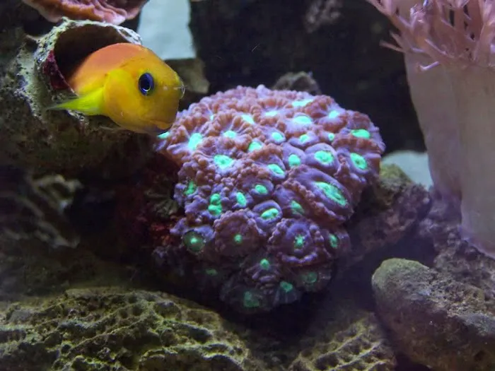 Coral Connection Picture 7