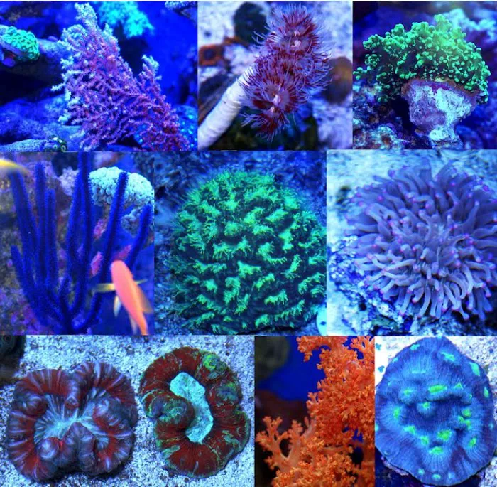 Coral Connection Picture 9