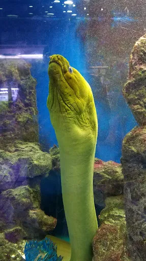 Seascape Aquarium & Pet Center Picture 2