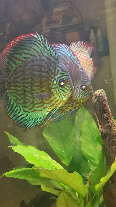 Seascape Aquarium & Pet Center Picture 5