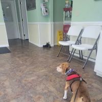 Ark Animal Hospital ico