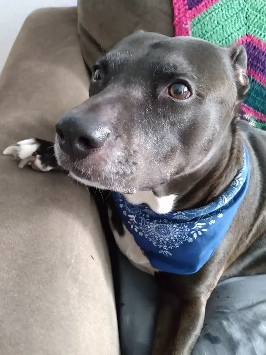 Ark Animal Hospital Picture 6