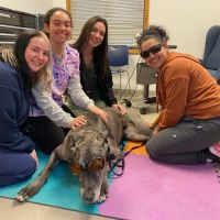 Catskill Veterinary Services, PLLC ico