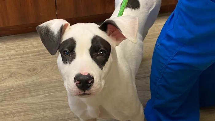 Catskill Veterinary Services, PLLC Picture 3