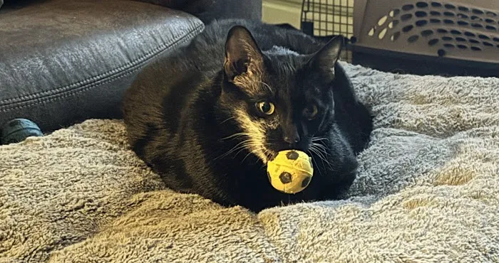 Catskill Veterinary Services, PLLC Picture 5