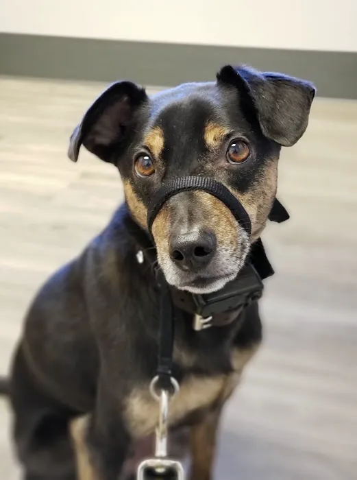 Catskill Veterinary Services, PLLC Picture 4