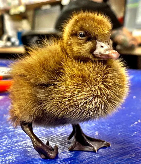 Catskill Veterinary Services, PLLC Picture 6