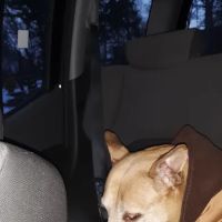 Stone Ridge Veterinary Clinic ico