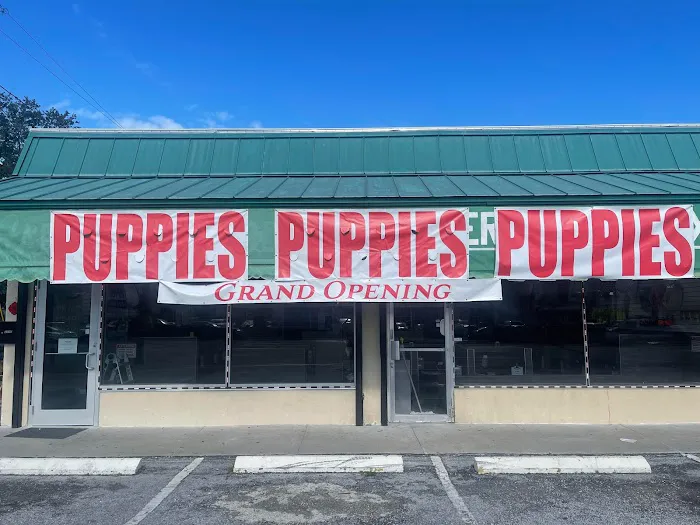 Sunshine Puppies Two Picture 3