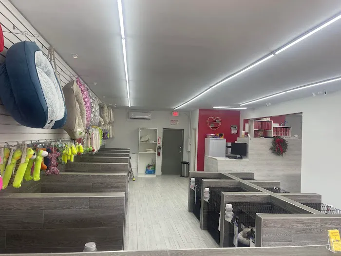 Sunshine Puppies Two Picture 2