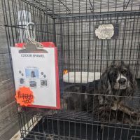 Sunshine Puppies Two ico