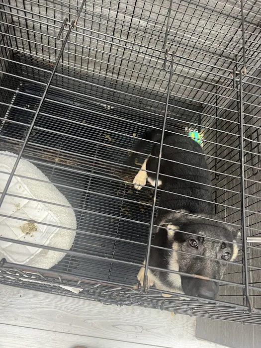 Sunshine Puppies Two Picture 6