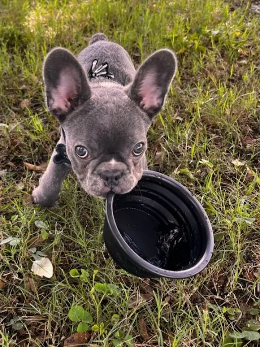 Sunshine Puppies Two Picture 7