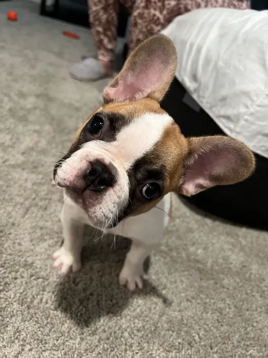 Sunshine Puppies Two Picture 10