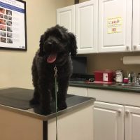 Marbletown Animal Hospital: Cody Jennifer DVM ico