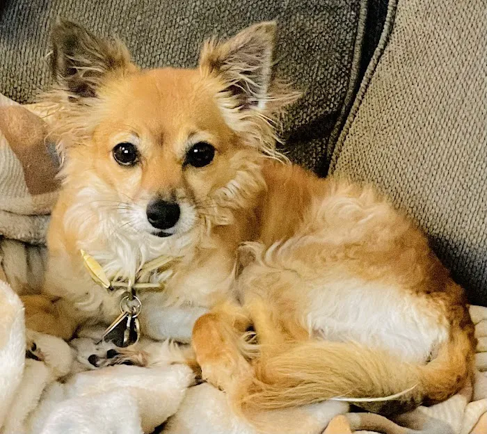 Marbletown Animal Hospital Picture 6