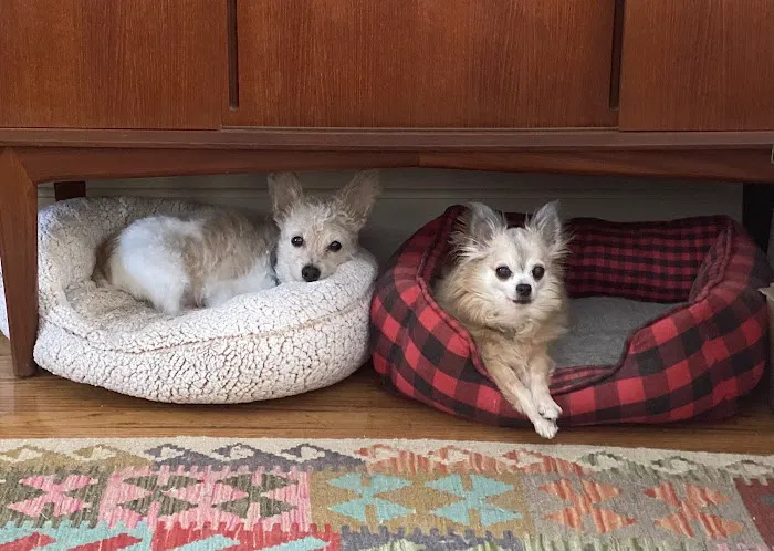 Marbletown Animal Hospital Picture 7