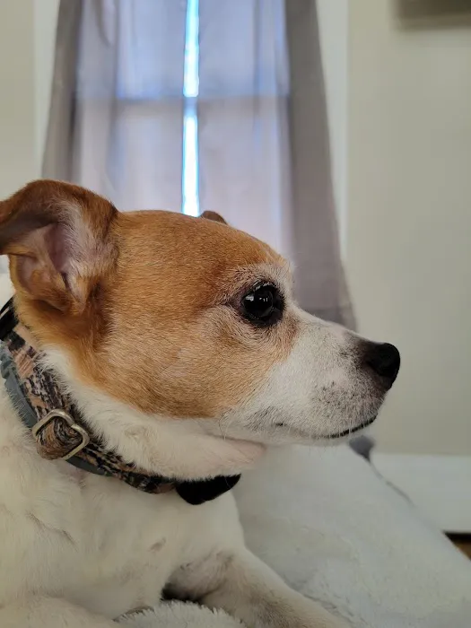 Upstate Spay and Neuter Picture 2