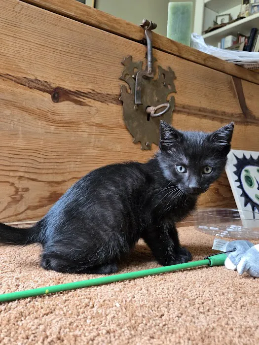 Upstate Spay and Neuter Picture 1