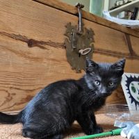 Upstate Spay and Neuter ico