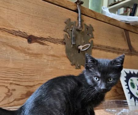 Upstate Spay and Neuter