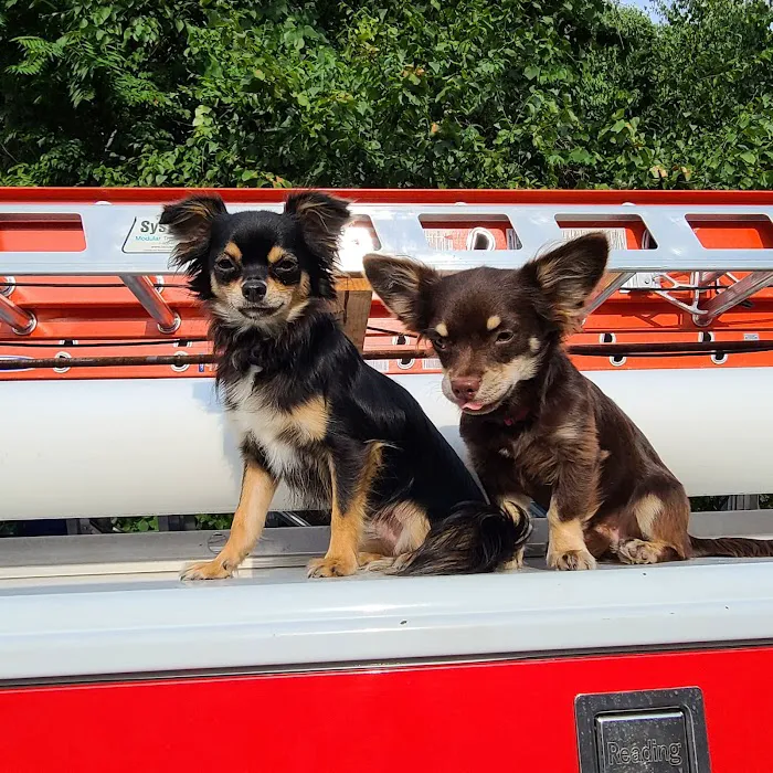 Upstate Spay and Neuter Picture 3