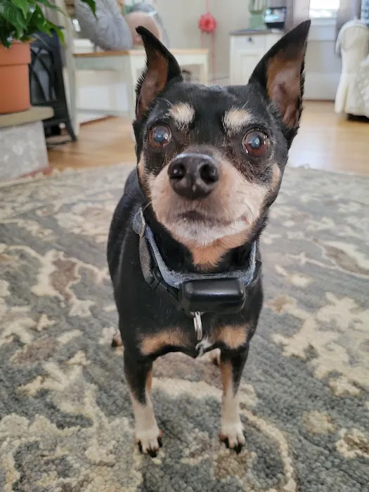 Upstate Spay and Neuter Picture 5