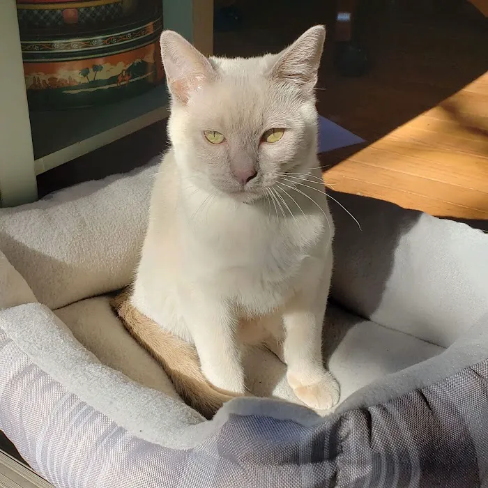 Upstate Spay and Neuter Picture 4