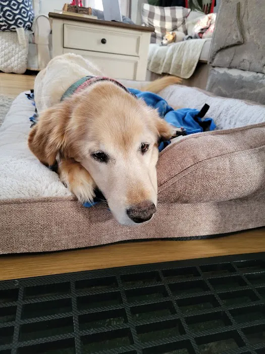 Upstate Spay and Neuter Picture 6