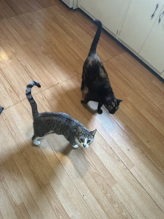 Upstate Spay and Neuter Picture 10