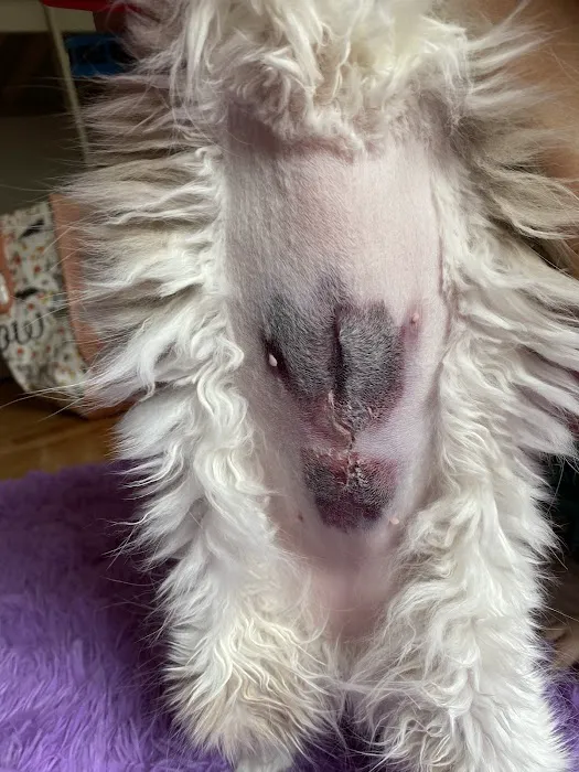 Upstate Spay and Neuter Picture 9