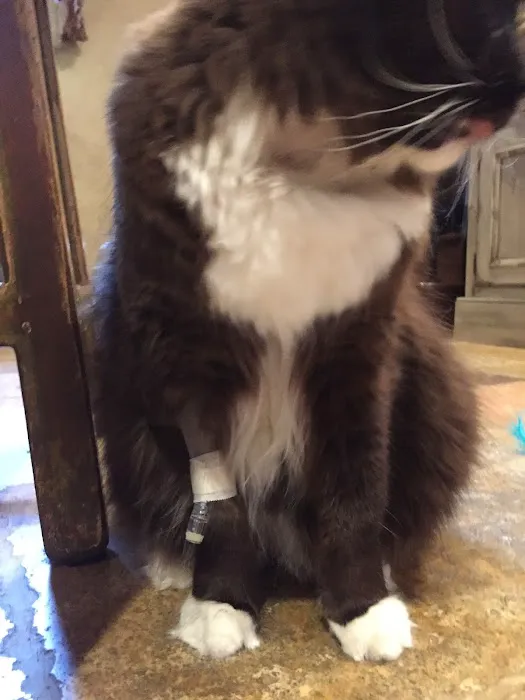 Hyde Park Animal Hospital Picture 1