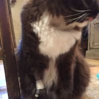 Hyde Park Animal Hospital ico