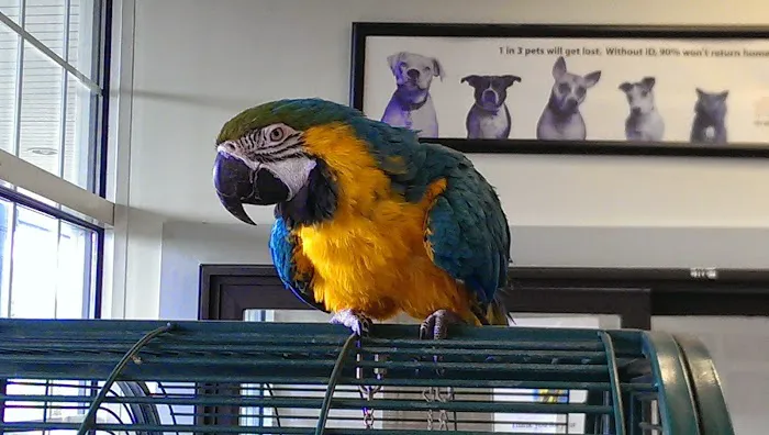 Hyde Park Animal Hospital Picture 3