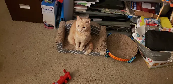 Hyde Park Animal Hospital Picture 5