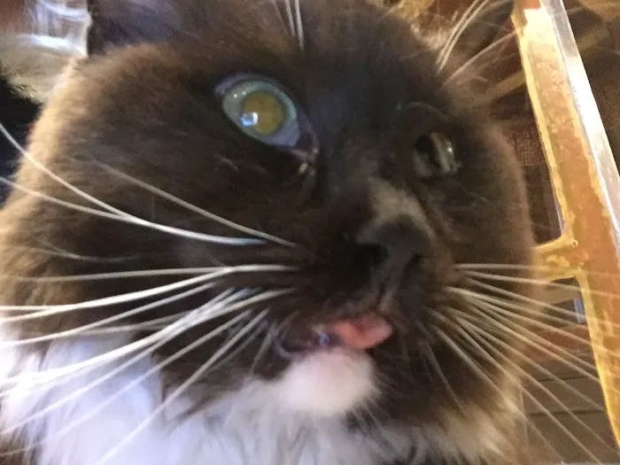 Hyde Park Animal Hospital Picture 4