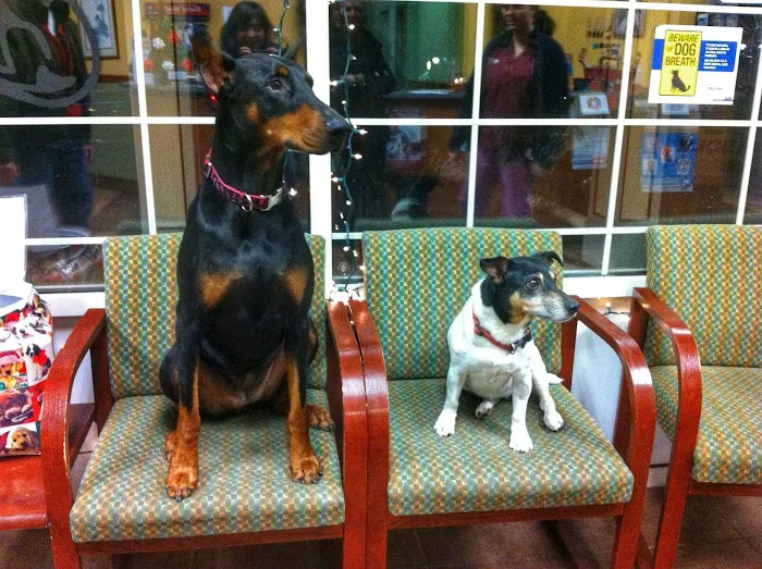 Hyde Park Animal Hospital Picture 10