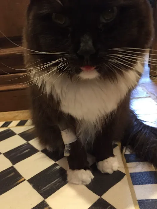 Hyde Park Animal Hospital Picture 8